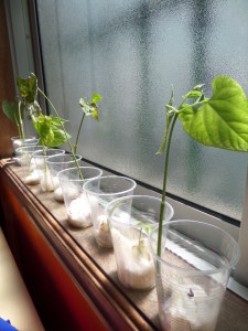 SAMSUNG CAMERA PICTURES