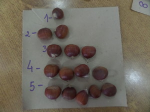 SAMSUNG CAMERA PICTURES