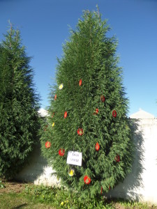 SAMSUNG CAMERA PICTURES