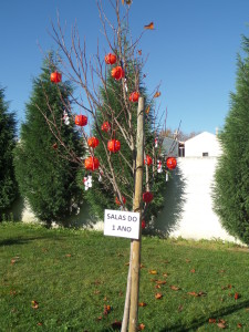 SAMSUNG CAMERA PICTURES