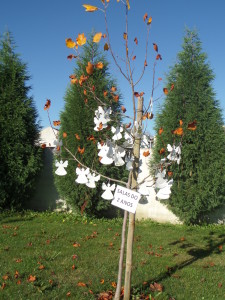 SAMSUNG CAMERA PICTURES